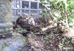 家养鹌鹑视频,温馨互动瞬间