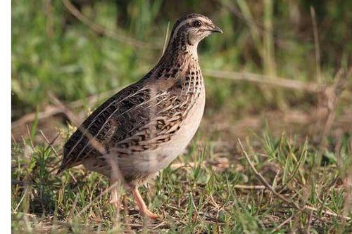 家养鹌鹑视频,温馨互动瞬间