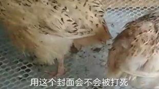 家养鹌鹑视频,温馨互动瞬间