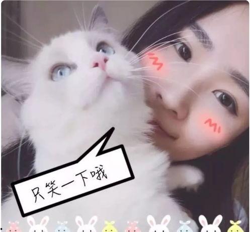 喵凯视频,揭秘猫咪世界的趣味瞬间