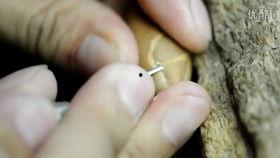 核雕入门视频大全,视频大全精华解析与技巧分享