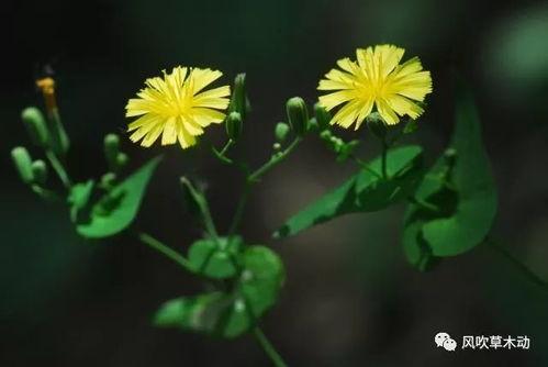 青青青草视频,探寻自然之美,感受生命活力