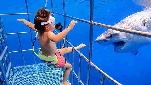 鲨鱼视频大全视频儿童,儿童视角下的海洋探险之旅