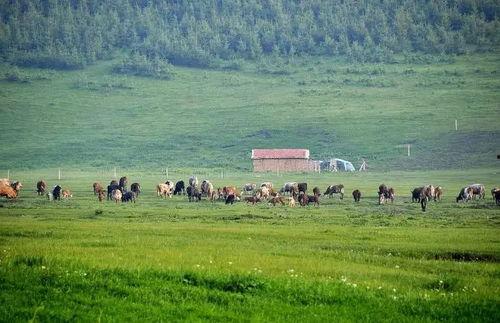 草原青青在线视频,一场视觉与心灵的草原盛宴
