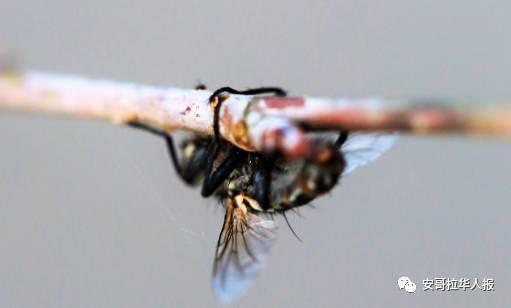 夹苍蝇视频